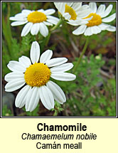 chamomile,common (camán meall)