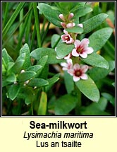 sea-milkwort (lus an tsailte)