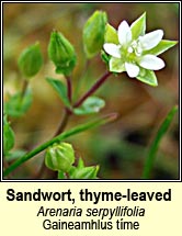 sandwort,thyme-leaved (gaineamhlus tíme)