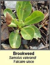 brookweed (falcaire uisce)