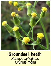 groundsel,heath (grnlas mna)