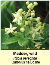 madder,wild (garbhlus na boirne)
