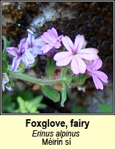 foxglove,fairy (mirn si)