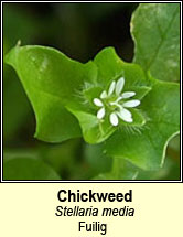 chickweed,common (fuilig)