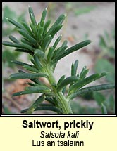 saltwort,prickly (lus an tsalainn)