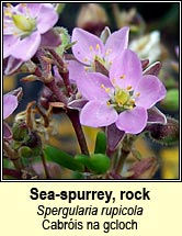 sea-spurrey,rock (cabróis na gcloch)