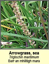 arrowgrass,sea (barr an mhilltigh mara)