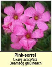 pink-sorrel (seamsóg ghlúineach)