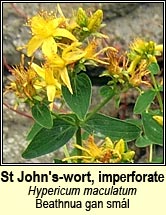st johns-wort,imperforate (beathnua gan smál)
