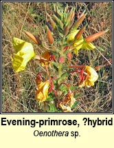 evening primrose, hybrid