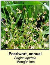 pearlwort,annual (mongán lom)