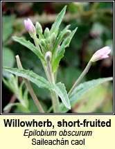 willowherb,short-fruited (saileachn caol)