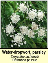 water-dropwort,parsley (dathabha peirsile)