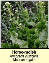 horse-radish (meacan ragaim)