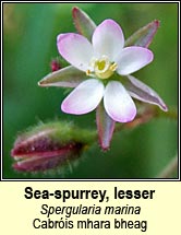 sea-spurrey,lesser (cabróis mhara bheag)