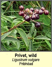 privet,wild (pribhéad)