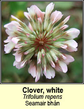clover,white (seamair bhn)
