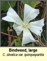 bindweed,large (ialus mór)
