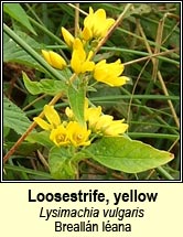 loosestrife,yellow (breallán léana)