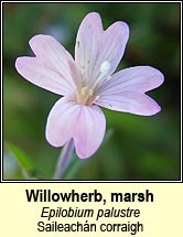 willowherb,marsh (saileachán corraig)