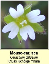 mouse-ear,sea (cluas luchóige mhara)