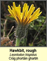 hawkbit,rough (crág phortáin bheag)