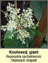knotweed,giant (glineach chapaill)