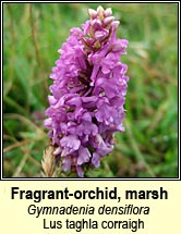 fragrant-orchid,marsh (lus taghla)