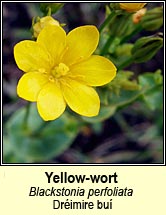 yellow-wort (grimire bu)