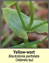 yellow-wort (drimire bu)