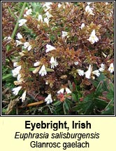 eyebright,irish (glanrosc gaelach)