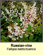 russian-vine