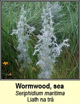 wormwood,sea (liath na tr)