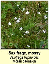 saxifrage,mossy (mórán caonaigh)