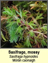 saxifrage,mossy (mórán caonaigh)