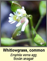 whitlowgrass (bosán anagair)