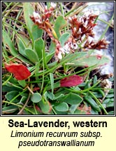 sea-lavender,western (Lus liath na Boirne)