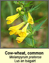 cow-wheat,common (lus an tsagairt)
