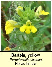 bartsia,yellow (hocas tae buí)