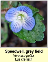 speedwell,grey field (lus cré liath)