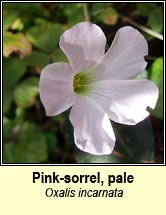 pink-sorrel,pale