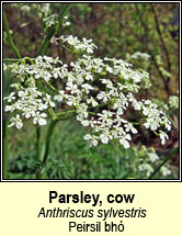 parsley,cow (pheirsil bhó)