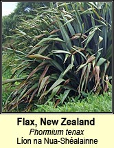 flax,new zealand (Lon na Nua-Shalainne)
