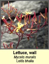 lettuce,wall (leitís bhalla)