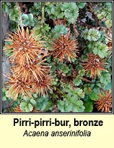 pirri-pirri-bur,bronze