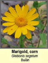 marigold,corn (bun)