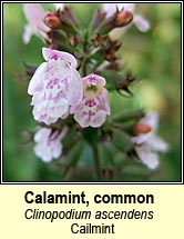 calamint,common (cailmint)