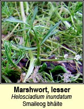 marshwort,lesser (smaileog bhite)