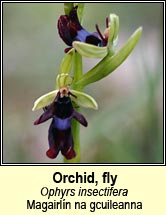 orchid,fly (magairlín na gcuileanna)