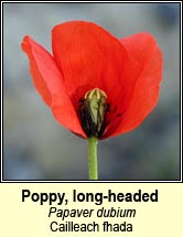 poppy,long-headed (cailleach fhada)